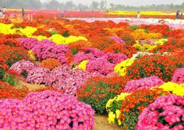 地被菊